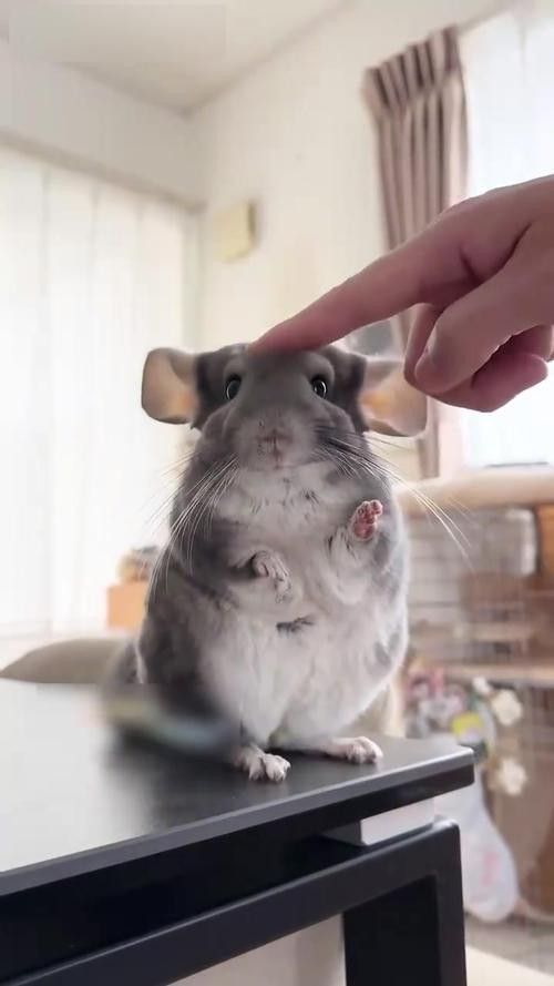 龍貓的飼養注意事項有哪些（養龍貓的注意事項有哪些）