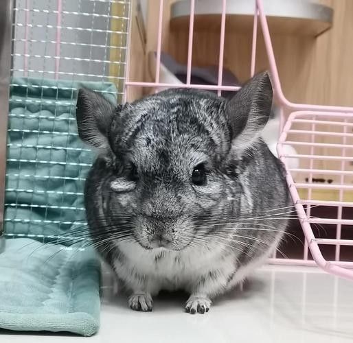 龍貓的飼養注意事項有哪些（養龍貓的注意事項有哪些）