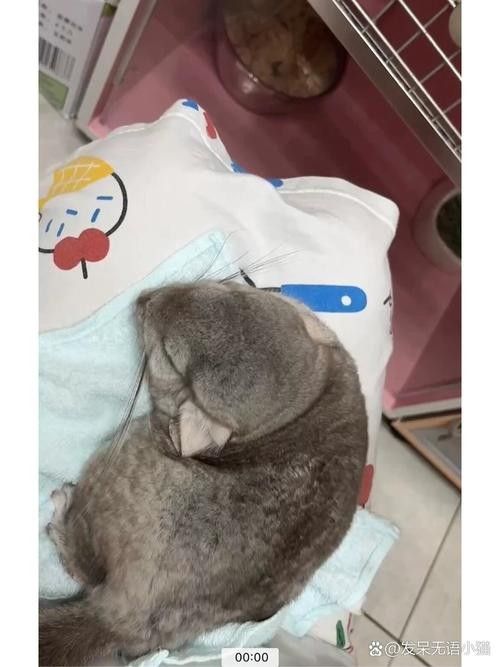 龍貓的飼養注意事項有哪些（養龍貓的注意事項有哪些）