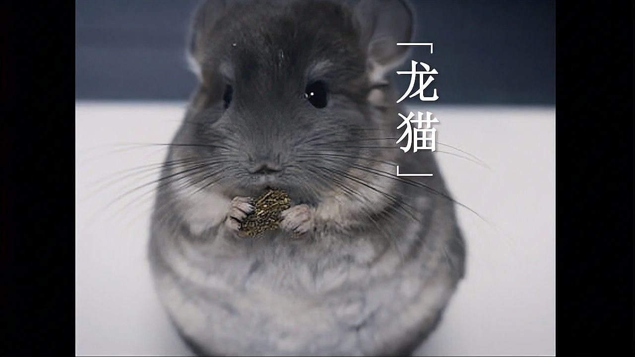 龍貓的飼養注意事項有哪些（養龍貓的注意事項有哪些）