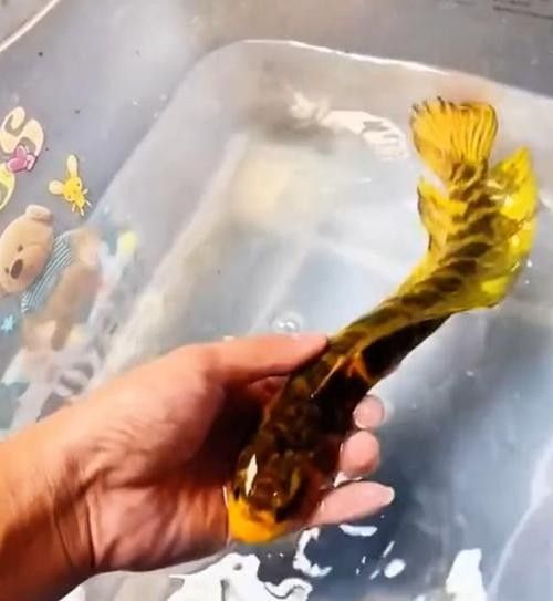 變異黃金雷龍的價格為何如此高（《侏羅紀世界》黃金雷龍價格暴漲背后的原因分析）