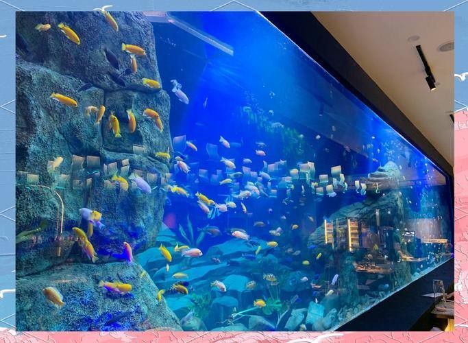 柳北哪個水族館龍魚好？祥龍魚場龍魚（廣州龍魚祥龍魚場龍魚價格表廣州龍魚祥龍魚場龍魚價格表）