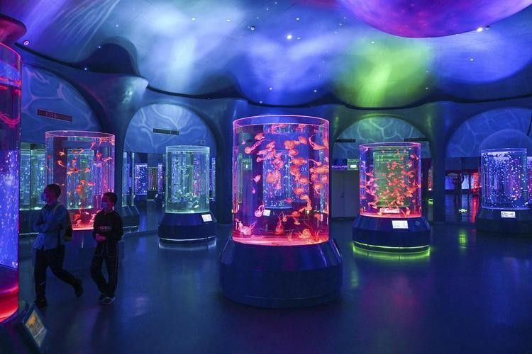 柳北哪個水族館龍魚好？祥龍魚場龍魚（廣州龍魚祥龍魚場龍魚價格表廣州龍魚祥龍魚場龍魚價格表）