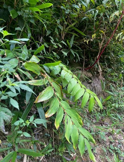 九華山有什么特產(chǎn)（九華山特產(chǎn)有哪些）
