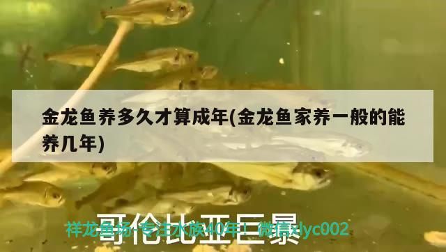 金龍魚養(yǎng)多久才算成年(金龍魚家養(yǎng)一般的能養(yǎng)幾年)（金龍魚養(yǎng)多久才算成年）