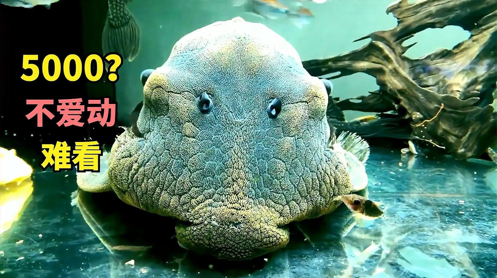 綠皮皇冠豹魚，祥龍魚場（綠皮皇冠豹魚市場價格是多少綠皮皇冠豹魚價格是多少）