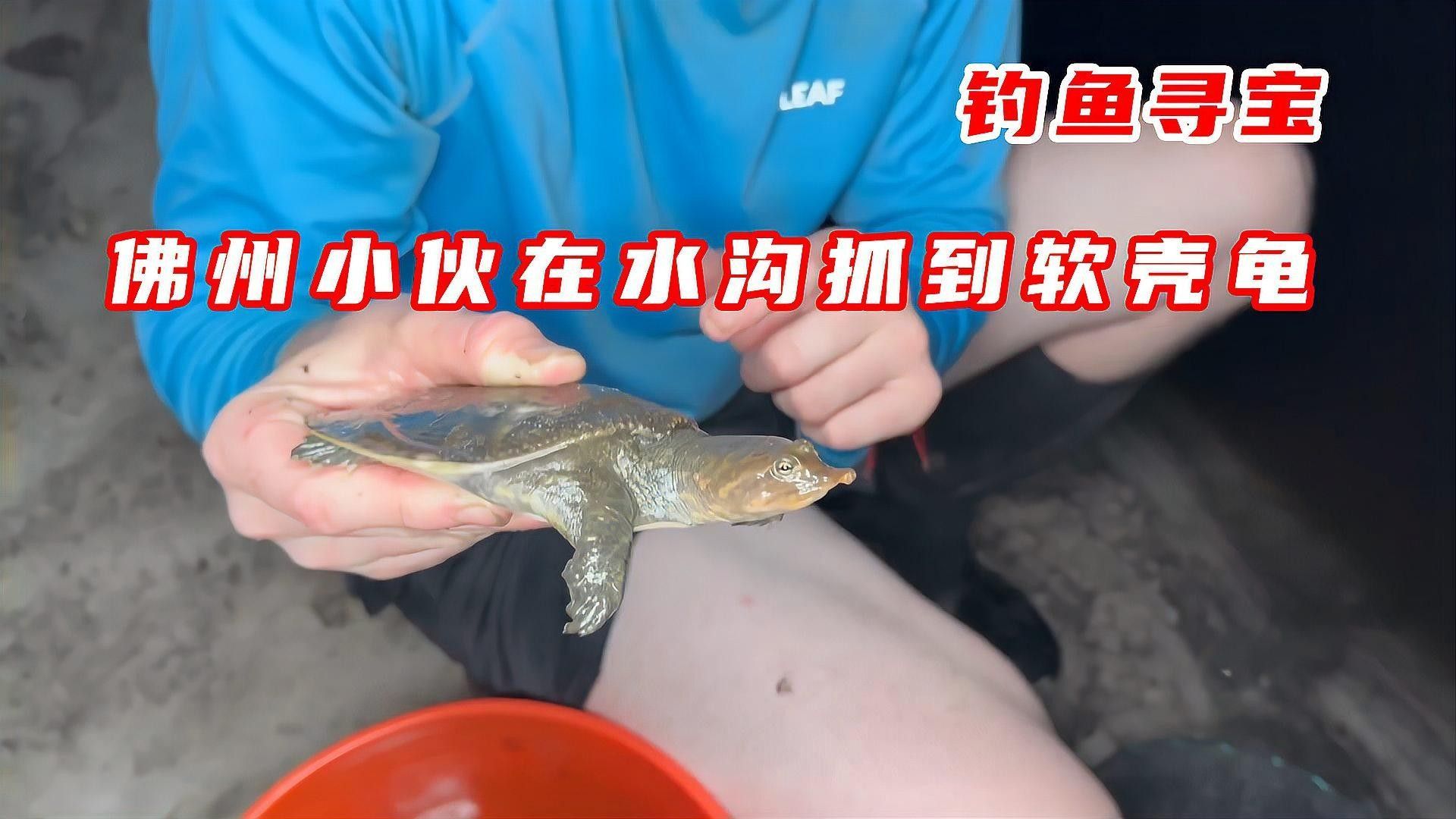 如何預防龍睛魚患病？（如何預防龍睛魚患病）
