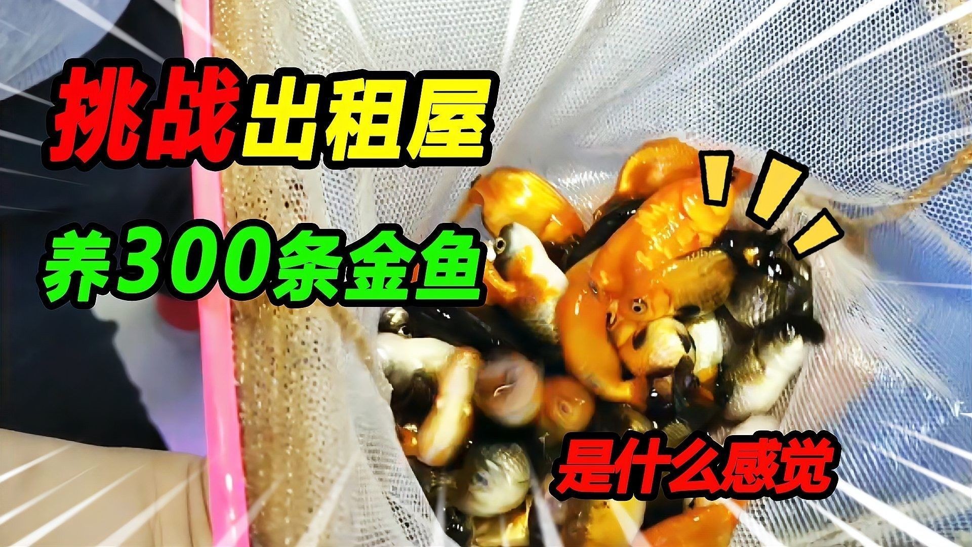 如何預防龍睛魚患病？（如何預防龍睛魚患病）