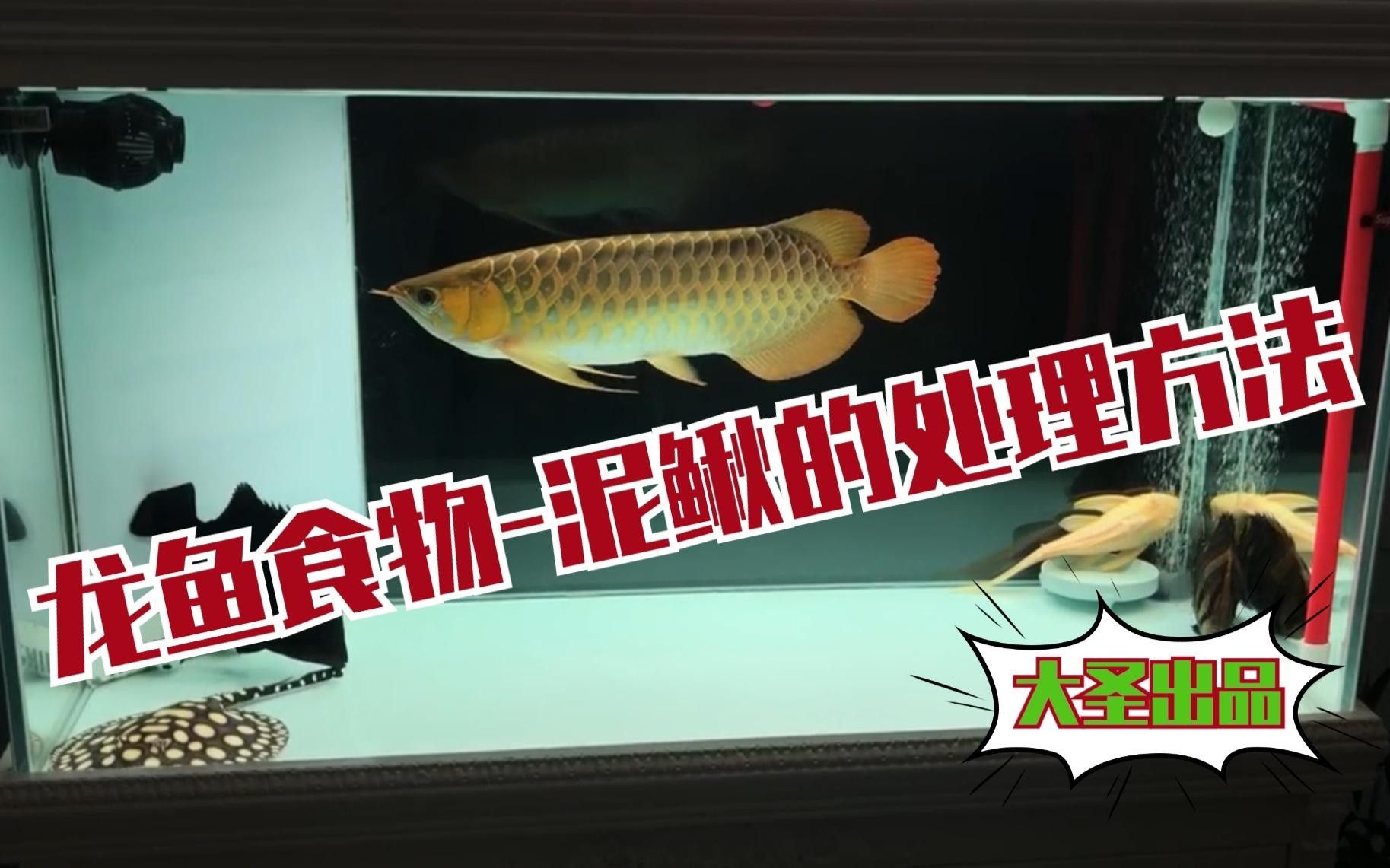 龍魚吃泥鰍的正確方法（微信公眾平臺龍魚七大食物排行榜喂泥鰍給龍魚別這樣做）