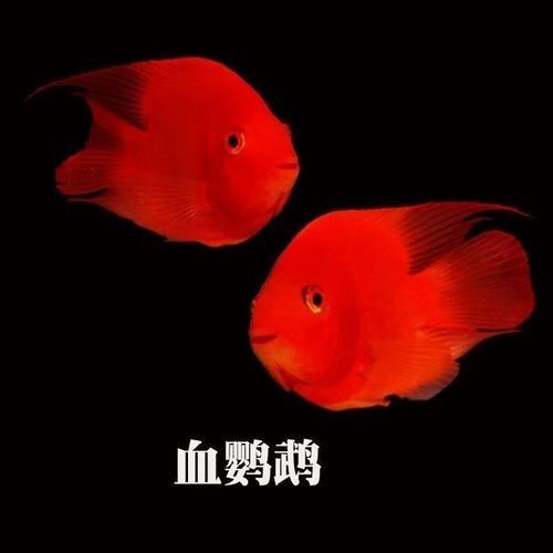 元寶龍魚屬于什么檔次（元寶龍魚和什么魚混養最好元寶鳳凰魚飼養全指南）