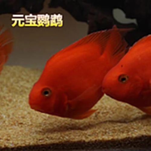 元寶龍魚屬于什么檔次（元寶龍魚和什么魚混養最好元寶鳳凰魚飼養全指南）