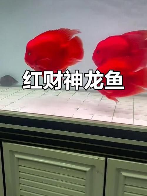 元寶龍魚屬于什么檔次（元寶龍魚和什么魚混養最好元寶鳳凰魚飼養全指南）