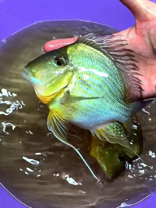 元寶龍魚屬于什么檔次（元寶龍魚和什么魚混養最好元寶鳳凰魚飼養全指南）