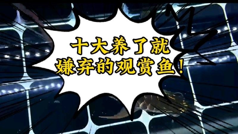 德州豹魚和鸚鵡魚可以混養嗎（德州豹魚和鸚鵡魚可以混養嗎德州豹魚和鸚鵡魚可以混養嗎）