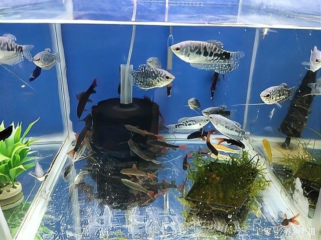 德州豹魚和鸚鵡魚可以混養嗎（德州豹魚和鸚鵡魚可以混養嗎德州豹魚和鸚鵡魚可以混養嗎）