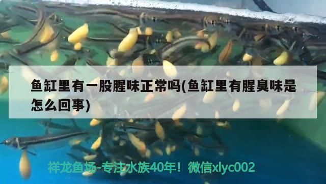 魚缸里有一股腥味正常嗎(魚缸里有腥臭味是怎么回事)（魚缸里有一股腥味是怎么回事）