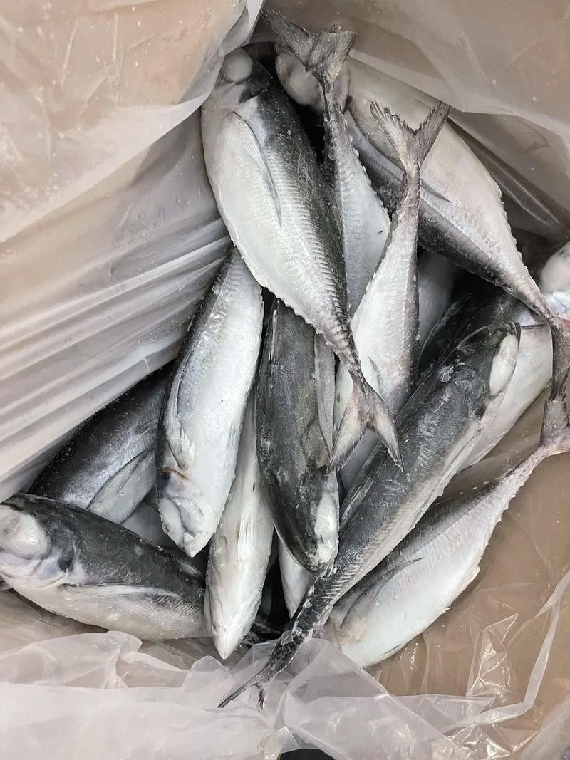 鐵魚圖片（半月斗魚的特征與養護指南全面解讀鐵魚的養殖方法）