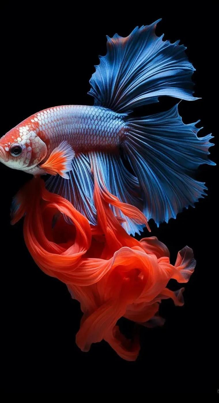 鐵魚圖片（半月斗魚的特征與養護指南全面解讀鐵魚的養殖方法）