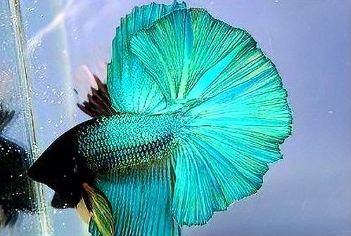鐵魚圖片（半月斗魚的特征與養護指南全面解讀鐵魚的養殖方法）