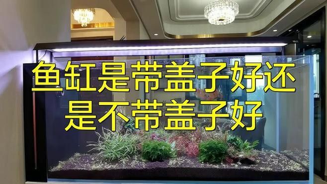 七鰭過背金龍魚缸加蓋的重要性（七鰭過背金龍魚缸加蓋需綜合考慮以下關鍵因素）