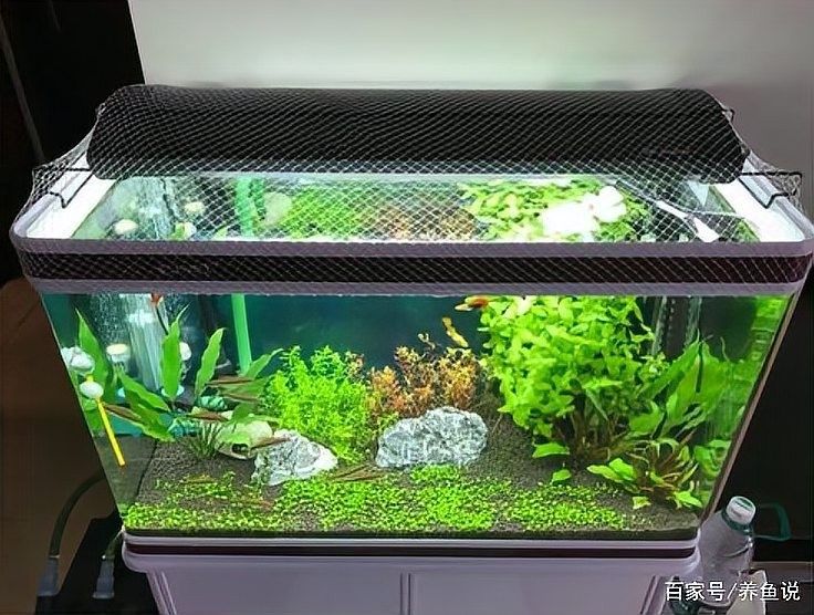 七鰭過背金龍魚缸加蓋的重要性（七鰭過背金龍魚缸加蓋需綜合考慮以下關鍵因素）