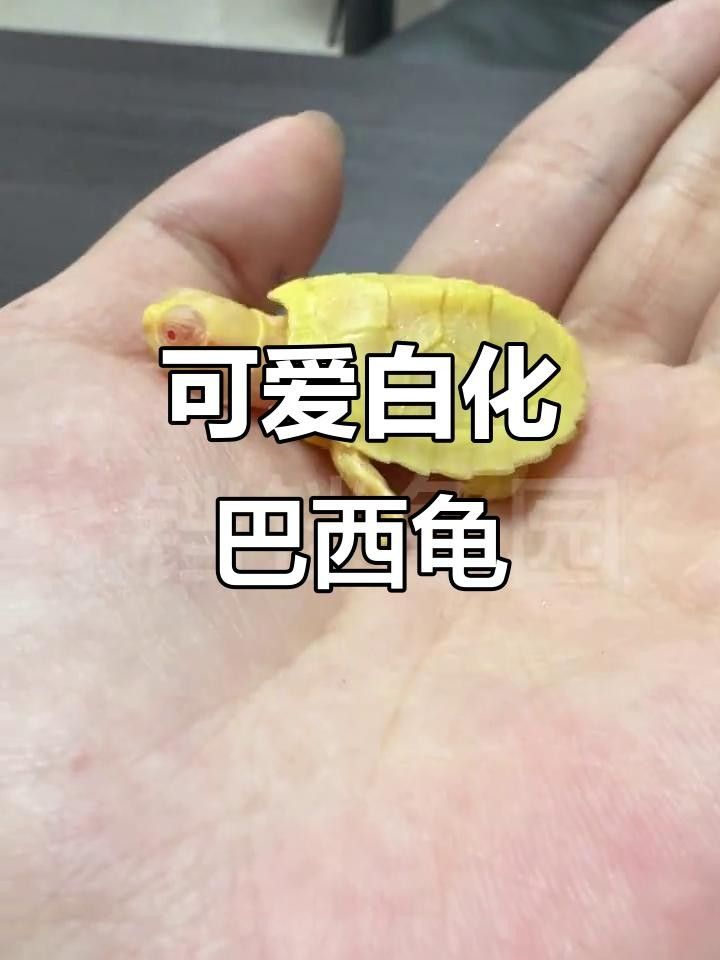 白巴是兇龜還是吉龜