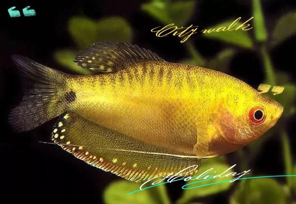 藍(lán)曼龍魚有哪些品種（藍(lán)曼龍魚是什么魚）