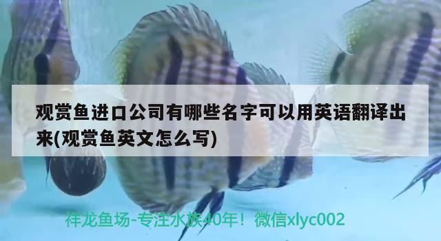 觀賞魚進口公司有哪些名字可以用英語翻譯出來(觀賞魚英文怎么寫)