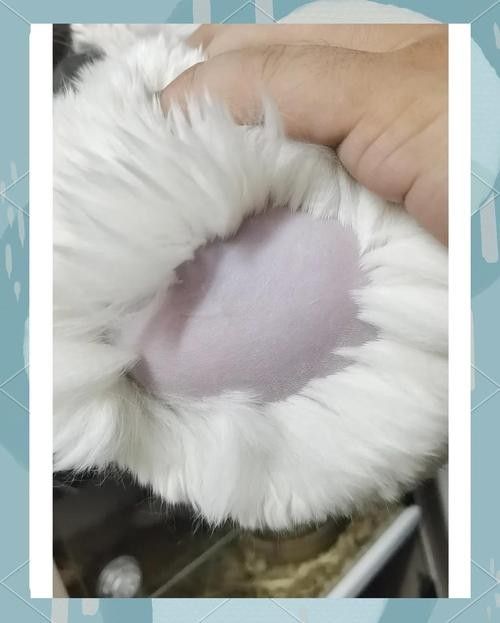 龍貓放風后如何清潔？（如何正確清潔龍貓）