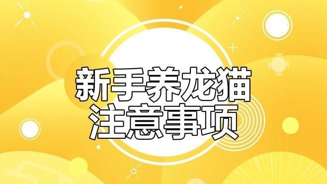 龍貓放風后如何清潔？（如何正確清潔龍貓）
