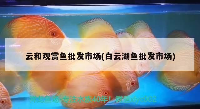 <strong><mark>云和</mark></strong>觀賞魚批發(fā)市場(白云湖魚批發(fā)市場)