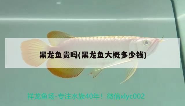 黑龍魚貴嗎(黑龍魚大概多少錢)