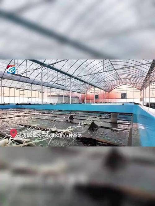 如何聯系吳江區中新國際龍魚場（吳江區中新國際龍魚場怎么聯系？）