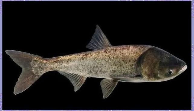 如何聯系吳江區中新國際龍魚場（吳江區中新國際龍魚場怎么聯系？）