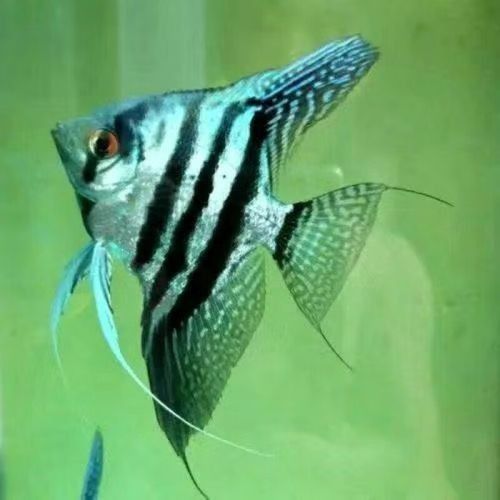 藍魔鬼魚飼養難度大嗎？