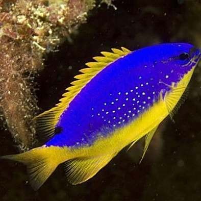 藍魔鬼魚飼養難度大嗎？