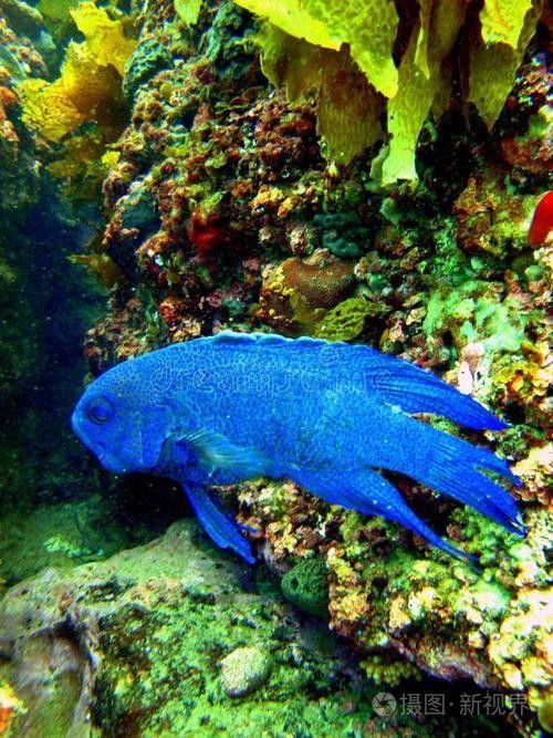 藍魔鬼魚飼養難度大嗎？