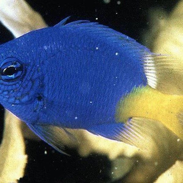 藍魔鬼魚飼養難度大嗎？