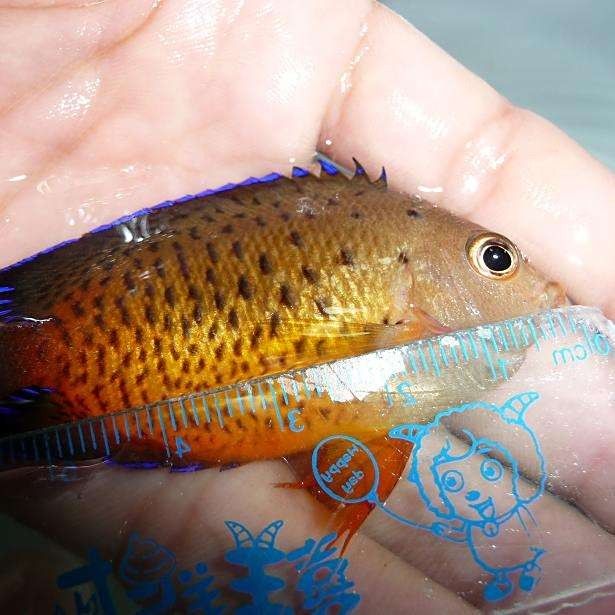 藍魔鬼魚飼養難度大嗎？