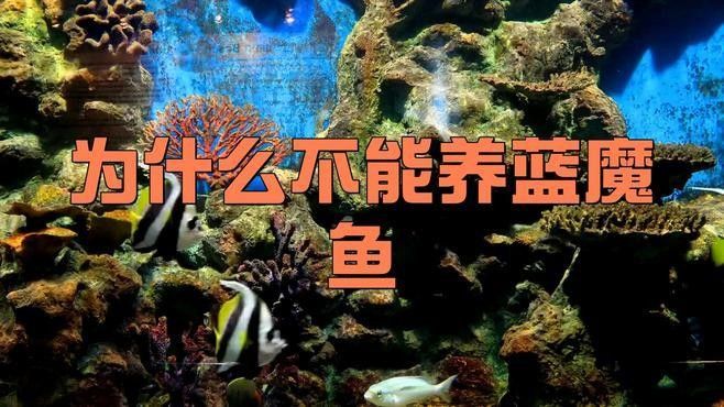 藍魔鬼魚飼養難度大嗎？