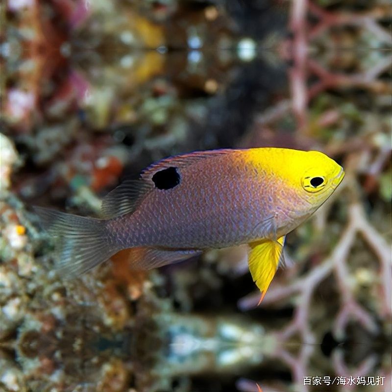 藍魔鬼魚飼養難度大嗎？