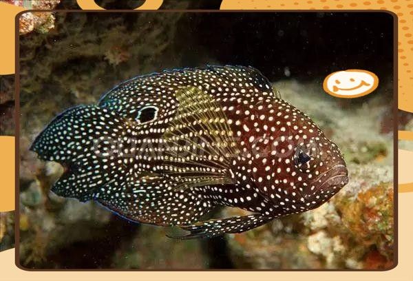 藍魔鬼魚飼養難度大嗎？