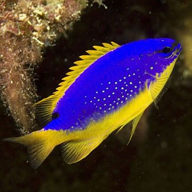藍魔鬼魚飼養難度大嗎？