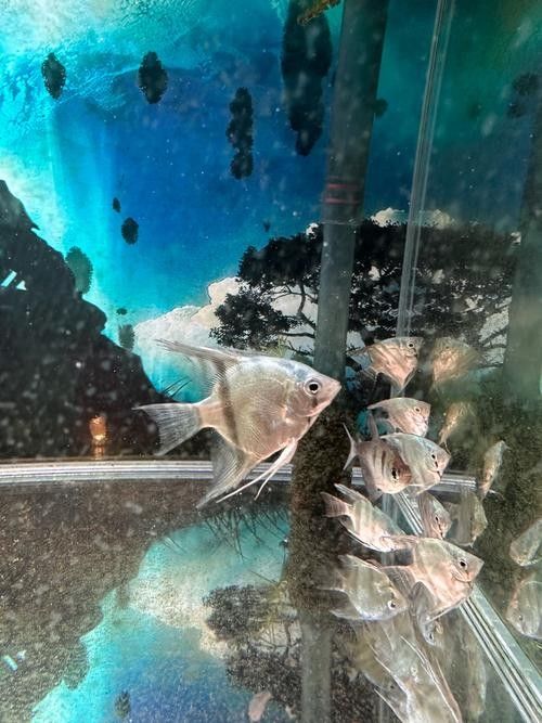 藍魔鬼魚飼養難度大嗎？