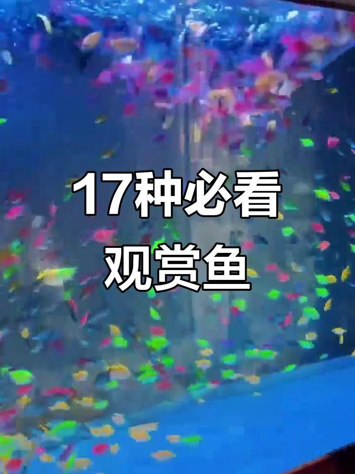 魚視頻高清視頻欣賞