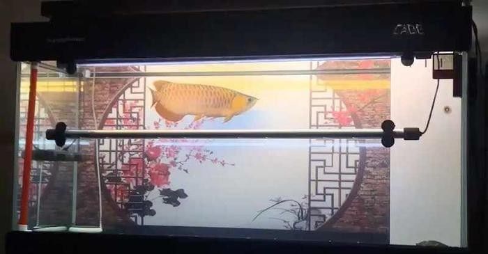 如何區分辣椒紅龍魚的品相
