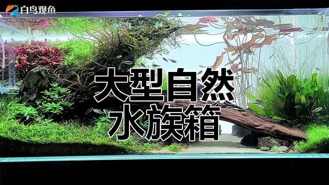 如何為斑馬魚和龍魚提供足夠的空間（如何為斑馬魚和龍魚提供足夠空間的指南）