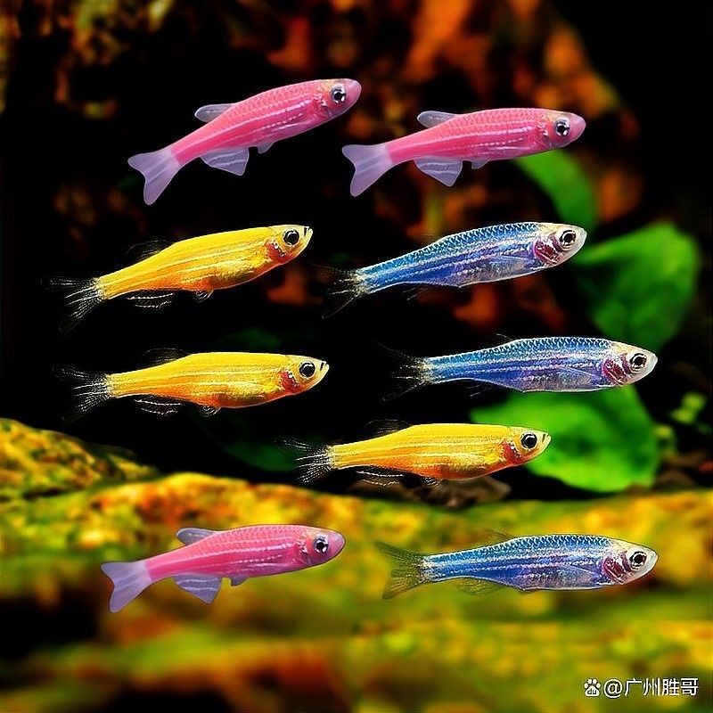 如何為斑馬魚和龍魚提供足夠的空間（如何為斑馬魚和龍魚提供足夠空間的指南）