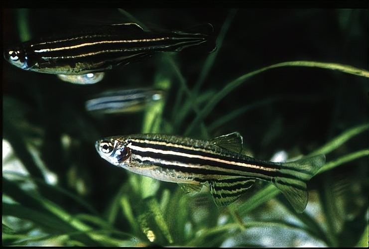 如何為斑馬魚和龍魚提供足夠的空間（如何為斑馬魚和龍魚提供足夠空間的指南）