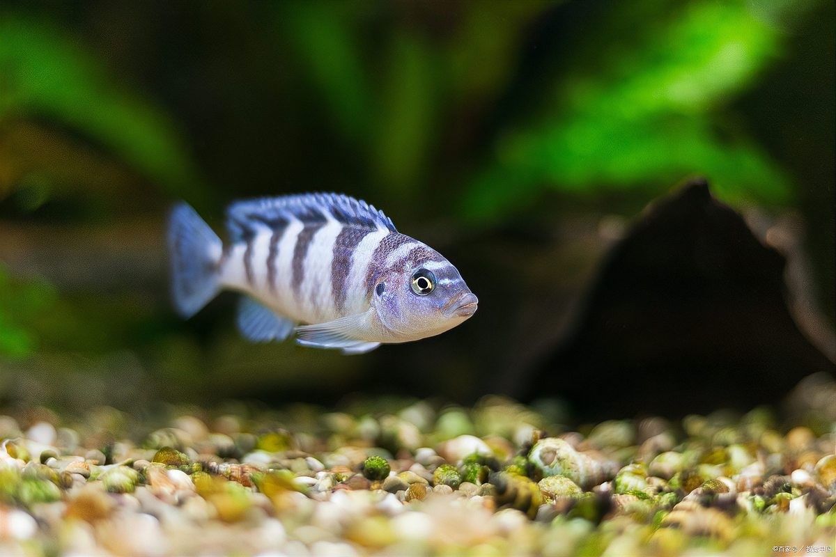 如何為斑馬魚和龍魚提供足夠的空間（如何為斑馬魚和龍魚提供足夠空間的指南）